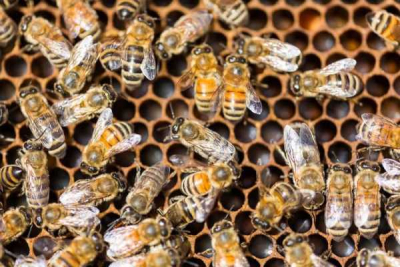 Мінагрополітики моніторитиме випадки загибелі бджіл